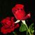 Arlene Peiffer's profile image