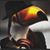 Oldie Macgeezer's profile image