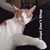 Ruthie Poggioli-Figgins's profile image