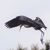 Shirley LeBoeuf's profile image