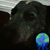 Louie Harrison's profile image