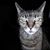 Heloisa Soares's profile image