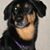 Arlene Rodriguez Reppa's profile image
