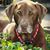 Susan Chupka's profile image