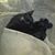 Dorian Wyatt Thompson's profile image