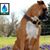 Sharon Popplewell West's profile image