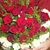 Marija Skandeva Skaik's profile image
