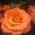 Mimi Moss's profile image