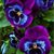 Wenda Rainey's profile image