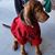 Daisy Mae's profile image