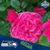 Shelly Hoepner Thompson's profile image