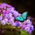 Leslie Shol Schroeder's profile image
