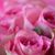 Rhonda Shoemake Kay's profile image