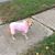 Doreen Stratton-Schultz's profile image