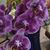 Idalmi Tellez's profile image
