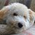 Carla Basile Haydt's profile image