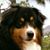 Csaba Kiss's profile image