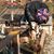 Dwayne Hite's profile image