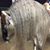 Yeguada Adrian Martin's profile image