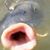 Joseph Brandstetter's profile image
