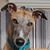 Diana DiLoreto's profile image