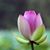 Vicki Pardoe's profile image