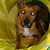 Carol Greathouse's profile image