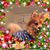 Debra Laurent's profile image