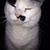 Amy Whitsit's profile image