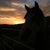Lorenda York-Willems's profile image