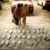 Shelby-Jo Ponto's profile image