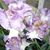 Joyce Nett's profile image