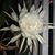 Sandy Campbell's profile image