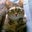 Maryann Bohannan's profile image