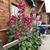 Debbie Allbritton Hentchel's profile image