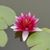Tara Pish's profile image