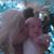 Ana Ahrens Teixeira's profile image