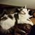 Malinda Coltura's profile image