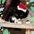 Tina Rodeheaver's profile image