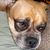 Dakota Puggle's profile image
