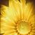 Shelly Waldham's profile image