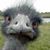 Jenny D Dunham's profile image