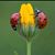 Patricia Gragnani Graham's profile image