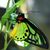 Molly Brown's profile image