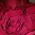 Latoya Harris-Crockett's profile image