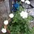 Shelly A. Smith's profile image