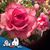 Diana Geiser's profile image