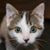 Jessica M. Grube's profile image