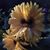 Barbara Stackhouse Jones's profile image