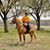 Sharon Wingron's profile image